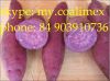 Sell Sweet Potato