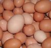 Fresh Chicken Eggs