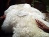 Sheep Skin