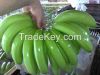 FRESH CAVENDISH BANANA