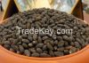 Jatropha Seeds