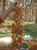 Tunisian natural deglet Nour dates