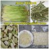 Sell Lemon Grass from Vietnam