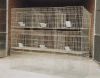 Male/ Father Rabbit Cage