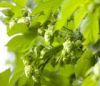 Sell Hops Extract