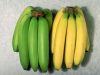 Green and Fresh Bananas