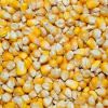 Yellow Corn/Maize for Human Consumption and Animal Feed