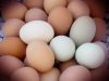 Big Brown and white Fowl Eggs