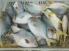 Sell Frozen pomfret