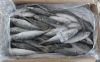 Frozen Horse Mackerel