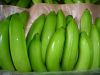 Fresh green Cavendish Banana