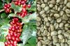 Arabica Green Coffee Beans/ Robusta Coffee Beans