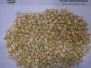 Maize | Maize Exporter | Corn Grain Seller | Maize Buyer | Bulk Maize Grain Importer | Corn bean Buyer | Corn bean Wholesaler | Corn Grain Manufacturer | Best Quality Corn Grain | Cheap Maize Supplier | Low Price Corn | Yellow Corn | White Cron | Baby Mai