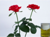 Sell rose oil