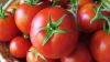 Sell Fresh Farm Tomatoes