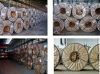 galvanized hot dipped steel  coils