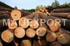 SELL PINE WOOD LOGS FROM UKRAINE