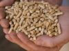 Pine Wood Pellets