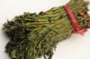 Sell  organic toona sinensis