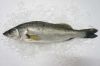 Sell Japanese Sea Bass WR / 3G