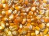 Yellow corn