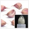 Sell Garlic Extract