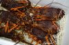 Sell live Australian Rock Lobster, Abalone and King Crab