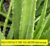 OFFER ALOE VERA.my skype: lyly hxcorp