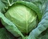 fresh Cabbage