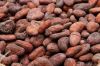 Cocoa beans