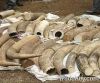 Elephant Tusk for sale