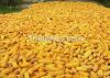 SWEET YELLOW CORN