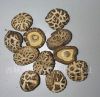 Sell chinese champignon