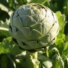 Sell Artichoke Powder Extract