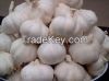 Fresh Garlic