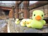 RUBBER DUCK FAMILY - PLUSHED DOLL