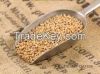 High Quality Wheat Grain for sale