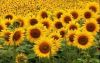 Export Refined Sunflower Oil | Pure Sunflower Oil Suppliers | Crude Sunflower Oil Exporters | Refined Sunflower Oil Traders | Raw Sunflower Oil Buyers | Pure Sunflower Oil Wholesalers | Low Price Sunflower Oil | Best Buy Sunflower Oil | Buy Sunflower Oil 