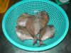 Sell Black Pomfret whole round