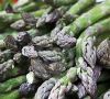 Sell Fresh asparagus supplied from Germany