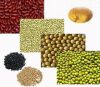 Coarse Cereals Supply from Ningxia China