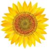 Export Refined Sunflower Oil | Pure Sunflower Oil Suppliers | Refined Sunflower Oil Exporters | Refined Sunflower Oil Traders | Refined Sunflower Oil Buyers | Pure Sunflower Oil Wholesalers | Low Price Sunflower Oil | Best Buy Sunflower Oil | Buy Sunflowe