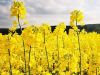 rapeseed