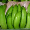 Fresh Green Cavendish Bananas