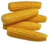 Maize | Maize Exporter | Corn Grain Seller | Maize Buyer | Bulk Maize Grain Importer | Corn bean Buyer | Corn bean Wholesaler | Corn Grain Manufacturer | Best Quality Corn Grain | Cheap Maize Supplier | Low Price Corn | Yellow Corn | White Cron | Baby Mai