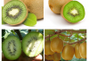 organic fresh kiwi fruit with best quality and competitive price