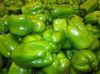 Fresh Capsicum