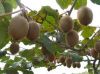 Fresh Kiwi Fruit For Sale