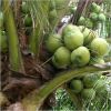 Fresh Coconuts