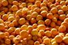 Fresh Apricots For Sale